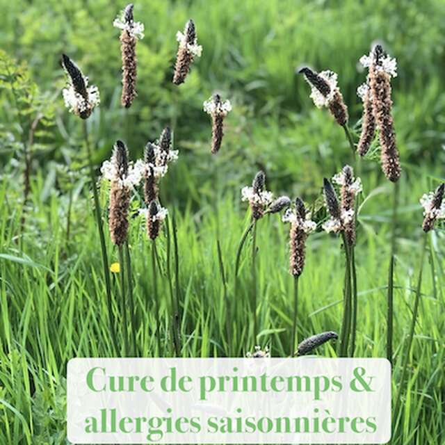 Herboristerie, plantes et conscience