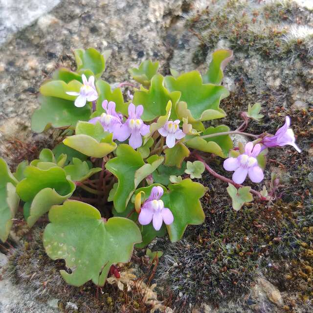 La nature dans la cité - Pays d'art et d'histoire et Journée Mondiale de la Biodiversité