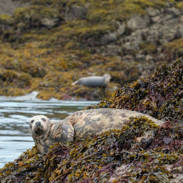 Faune et Flore Sauvage de Bretagne - Photographie