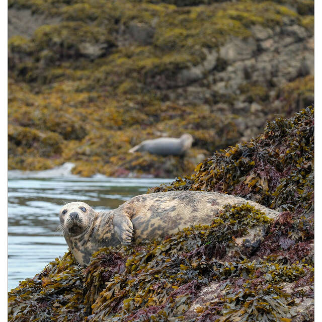 Exposition Photographique : Faune et Flore Sauvage de Bretagne