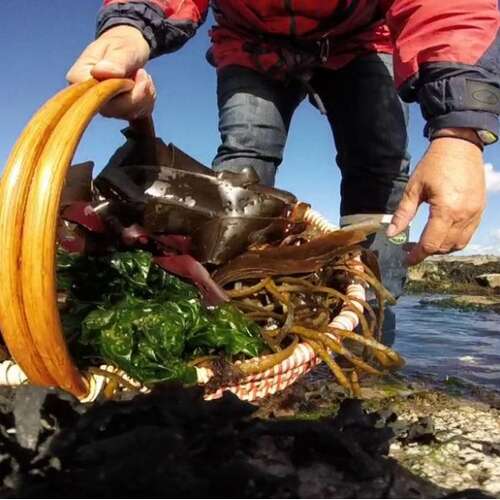 Détente Origin'algues (découverte des algues et cuisine)