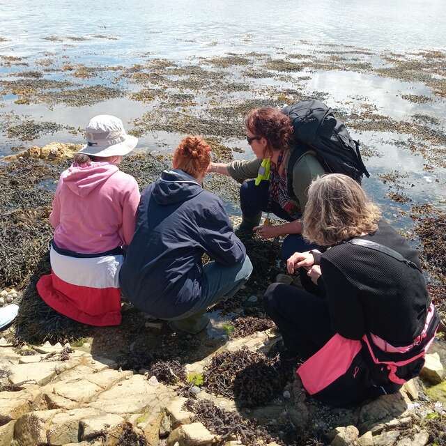 Des algues dans tous leurs états !