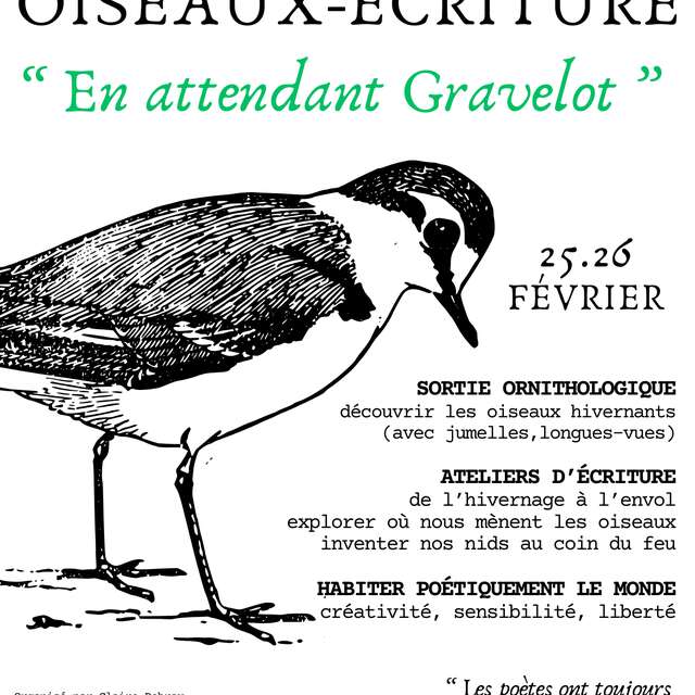 En attendant Gravelot - Stage Oiseaux-Ecriture