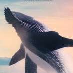 Curieux d'Armor : Plongeon entre Baleine et Thon !