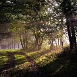 En forêt de Beffou - Boucle vélo n°26