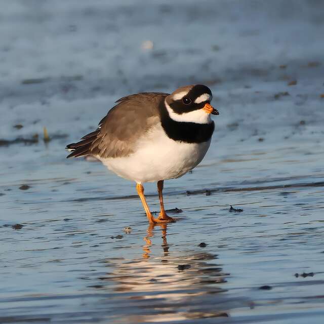 Un oeil sur les Grands gravelots