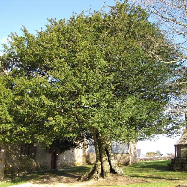 If, église de Plougrescant