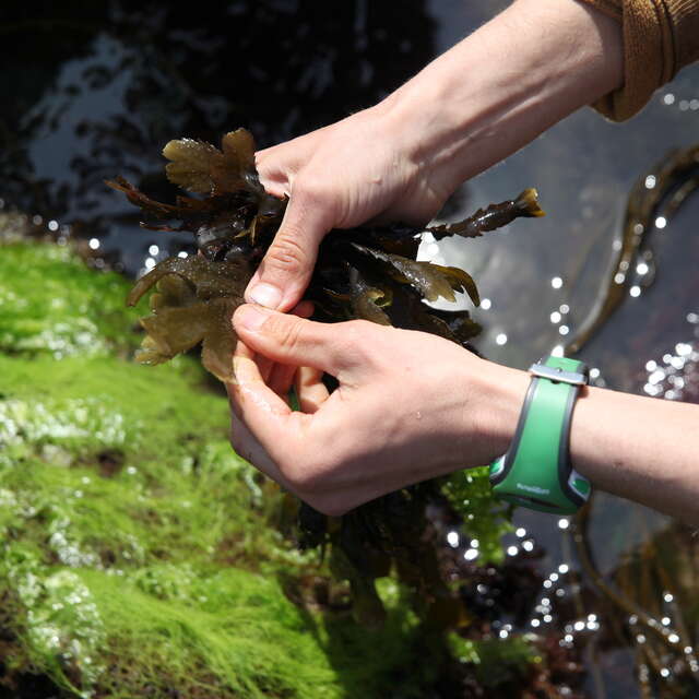 Atelier cueillette & cuisine : Découverte des plantes sauvages et cultivées