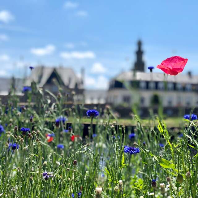 Balades urbaines de Lannion - Circuit du Léguer