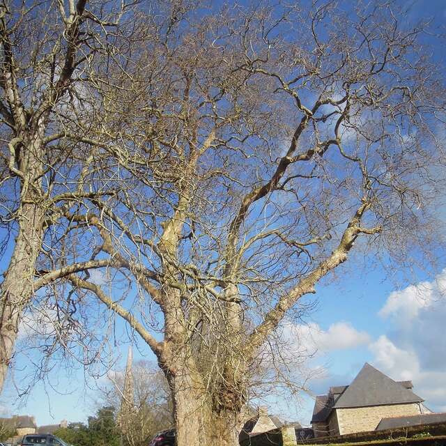 Platane de la chapelle Notre-Dame à Tréguier