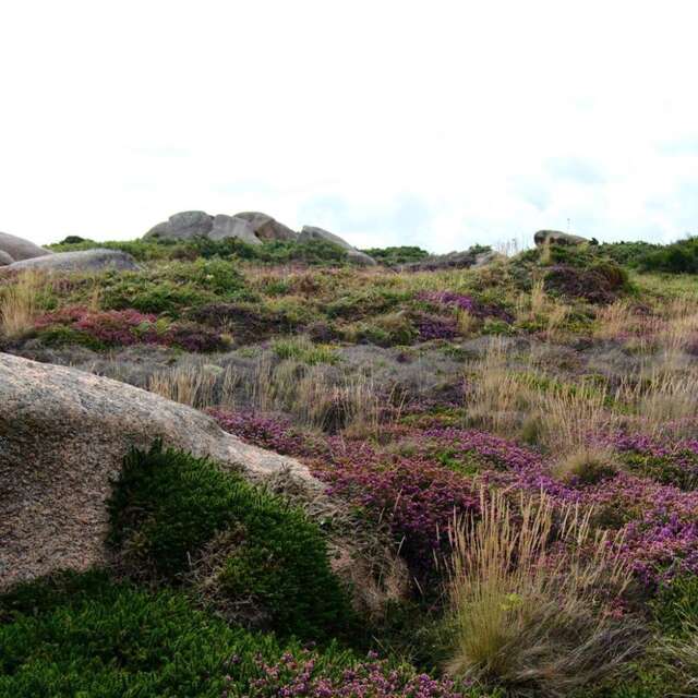 Les landes de Ploumanac'h ou les prémices du Conservatoire du Littoral