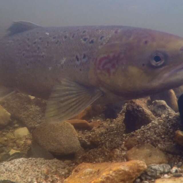 Le fabuleux destin du saumon atlantique