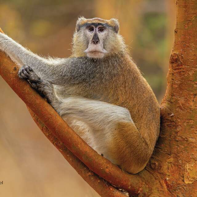 Exposition de photographies de Jean-Michel Lecat "Sénégal : une biodiversité insoupçonnée"