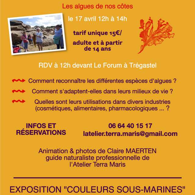 Balade cueillette du goût - Les algues de nos côtes