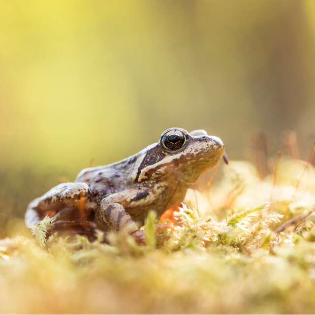 Université de la nature - Initiation à la reconnaissance des amphibiens