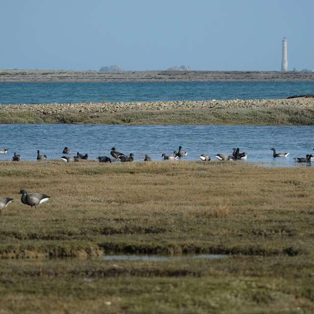 Séance d’observation et de reconnaissance des oiseaux migrateurs