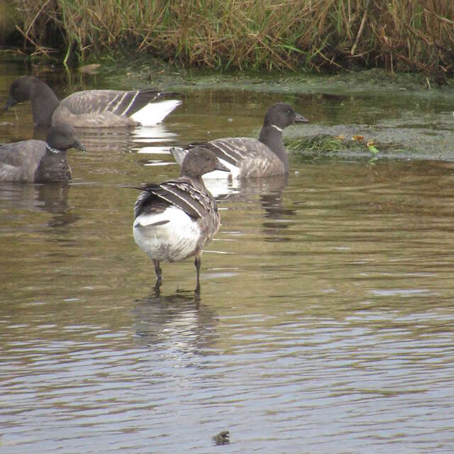 Journée mondiale des zones humides - Les oiseaux hivernants