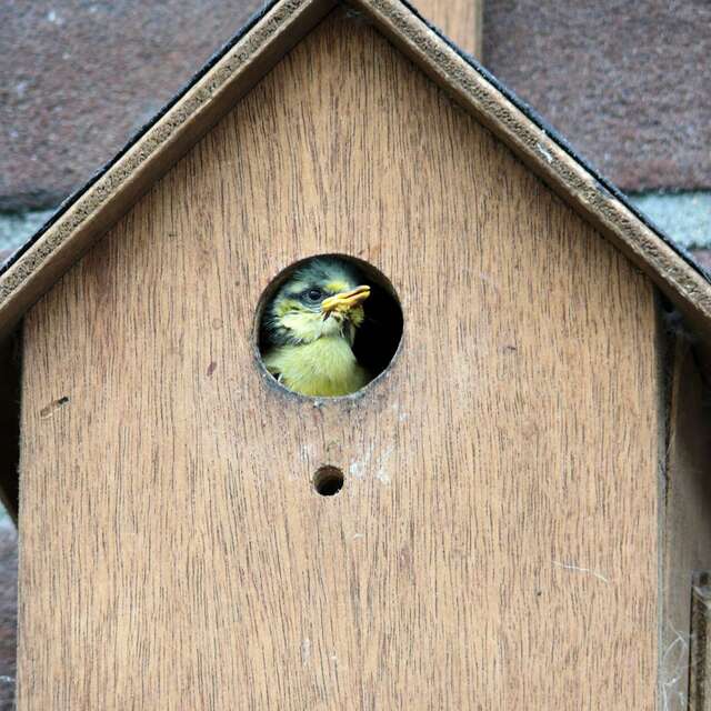 Projection et atelier sur les nichoirs