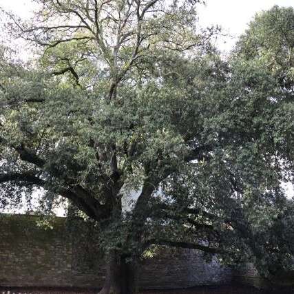 Chêne vert - Parc du Tribunal