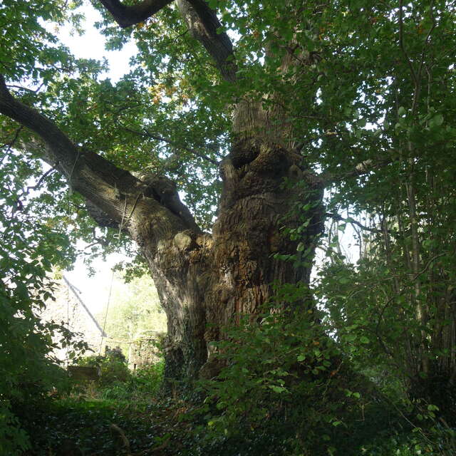 Chêne du Pont Blanc