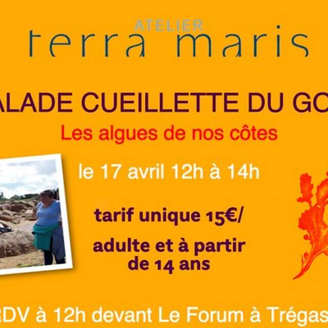 Balade cueillette du goût - Les algues de nos côtes