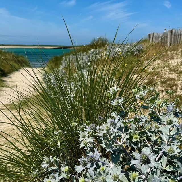 Plage vivante