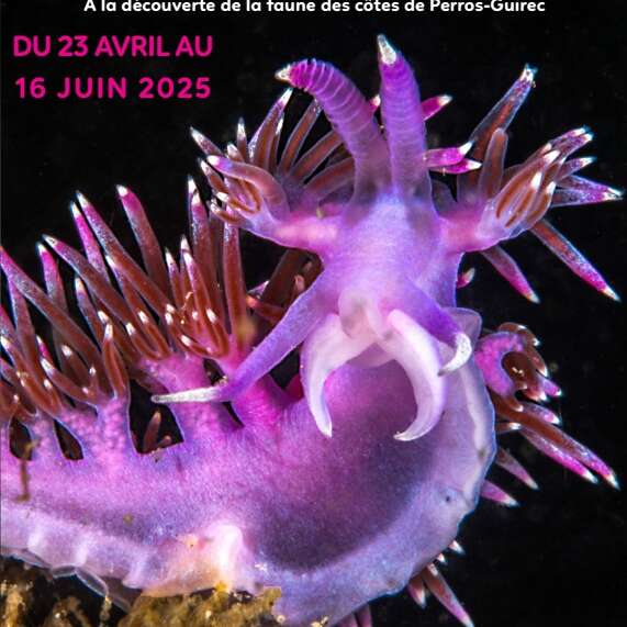 Expo photos de l'Association Polycera à l'Office de Tourisme  : "Immersion sous-marine"