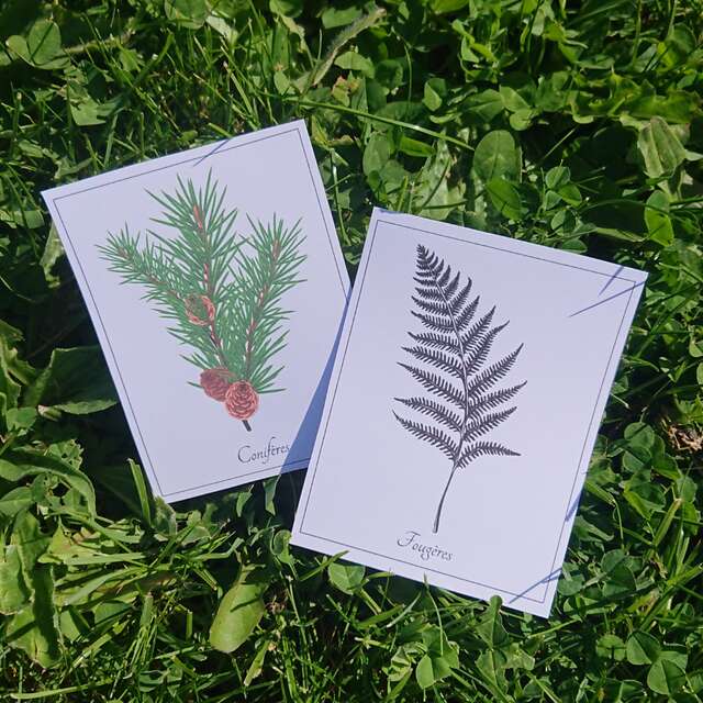 Les plantes au fil du temps