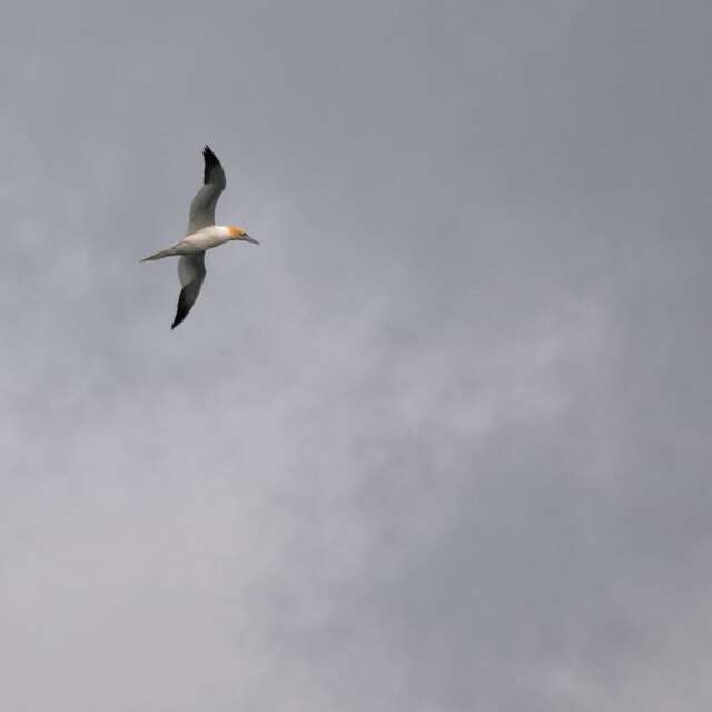 A la Recherche des Chasseurs du Grand Large