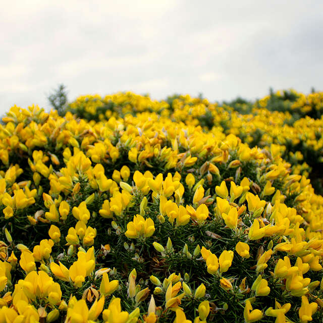 Landes de Milin Ar Lan