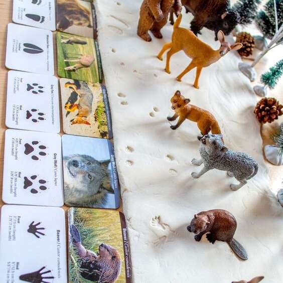 Sur les traces des animaux de la forêt - Jeu de piste