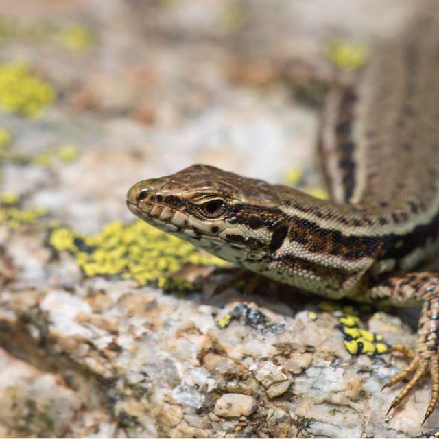 Université de la nature - Initiation à la reconnaissance des reptiles
