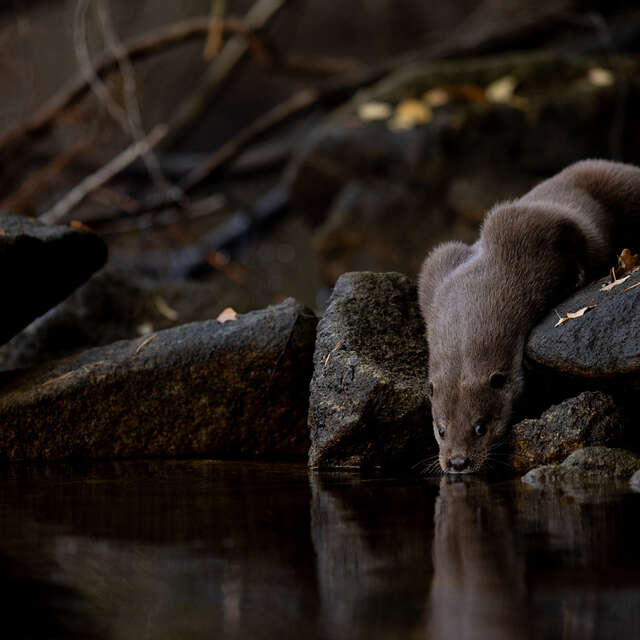 La quête de la Loutre d’Europe - Conférence - Léguer en fête