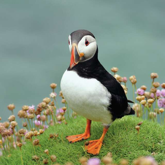 Conférence " Les oiseaux marins des Sept-Îles et des nations celtes, entre terre, ciel et mer ☘️