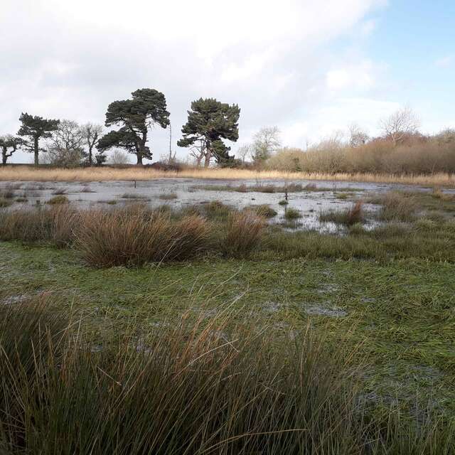 Journée mondiale des zones humides - Balade aux marais