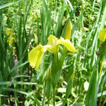 Les plantes des zones humides