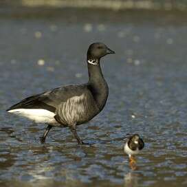 Sur les traces des bernaches : voyage avec les oiseaux migrateurs