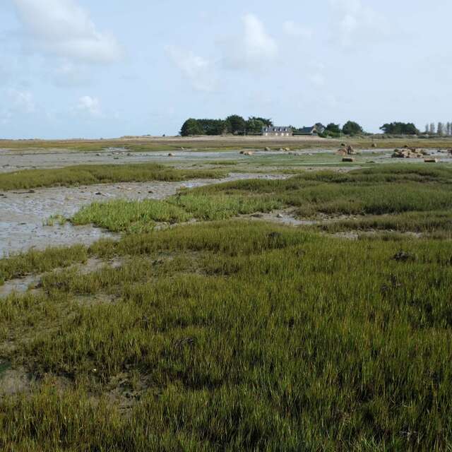 Découverte du milieu à marée basse