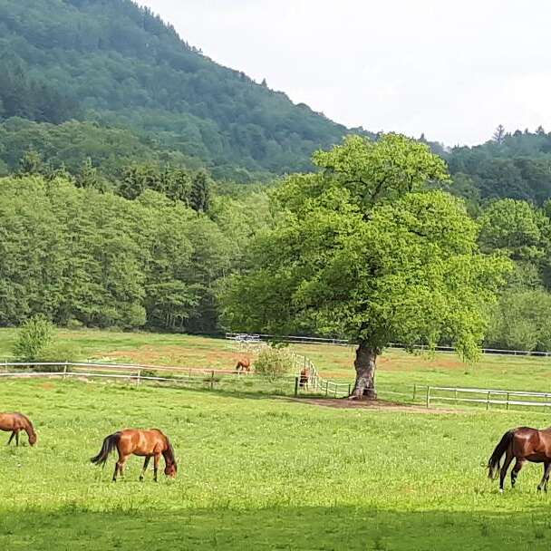 Ecuries de Peyrat Le Château
