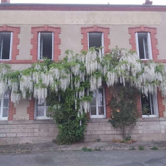 Les Glycines