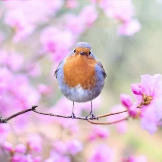 Atelier créatif Les Oiseaux en bout de laine de 8 à 12 ans