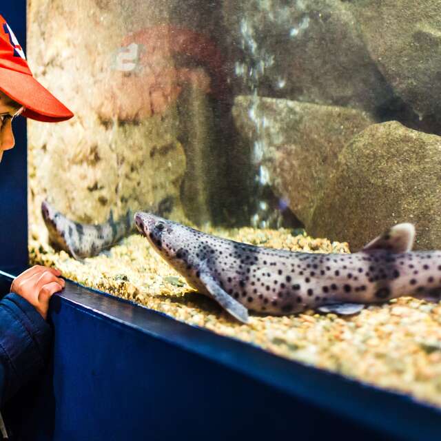 Aquarium Marin de Trégastel