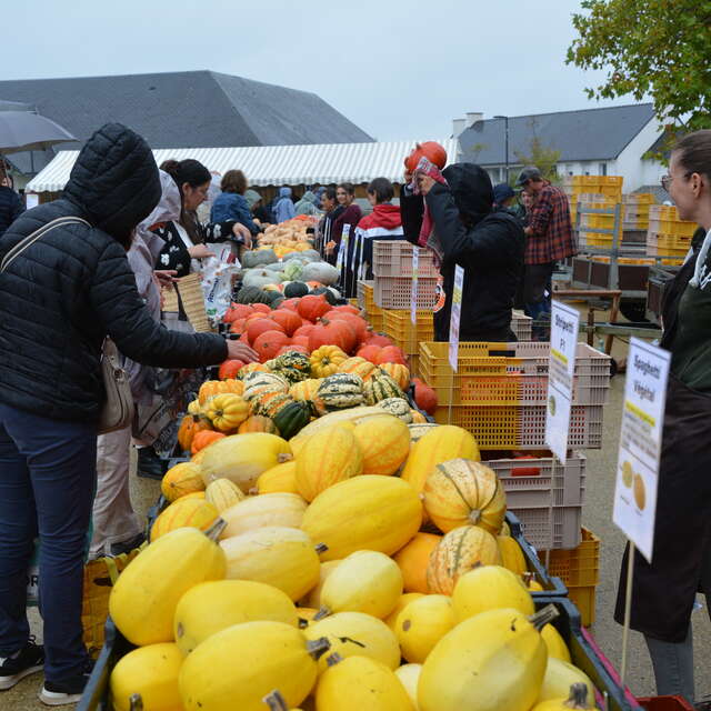 Marché aux Cucurbitacés