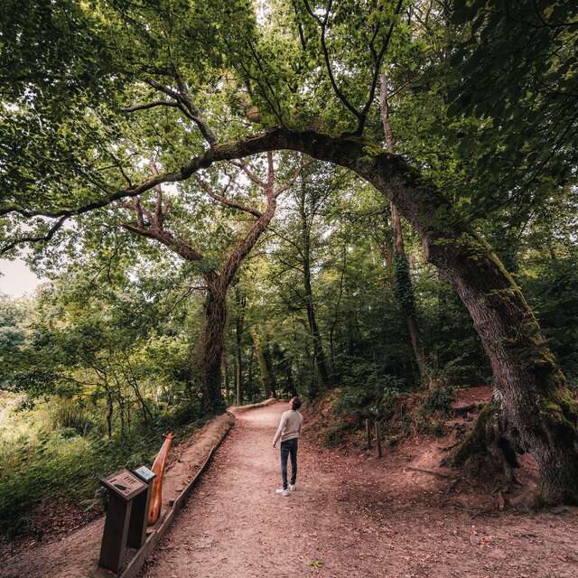 Le bois de Penfoulic