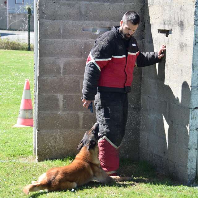 Concours de chiens de travail