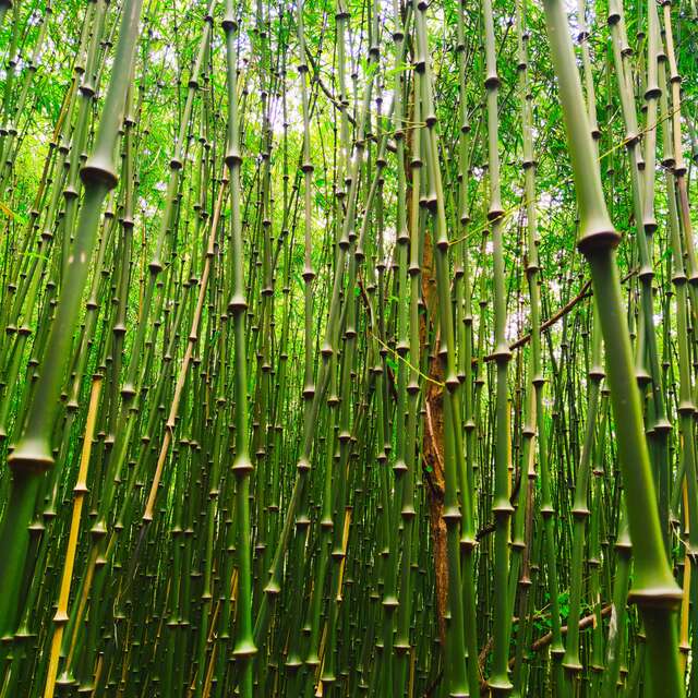 La Vallée des Bambous