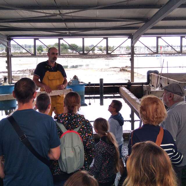 Visite commentée : coquillages et crustacés