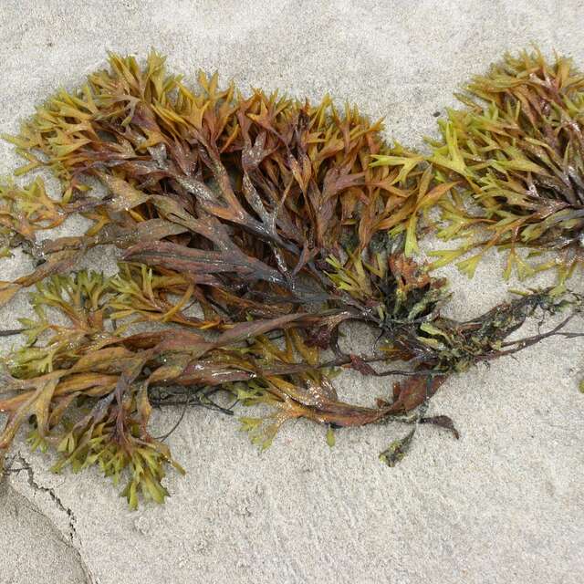 Reconnaissance des algues