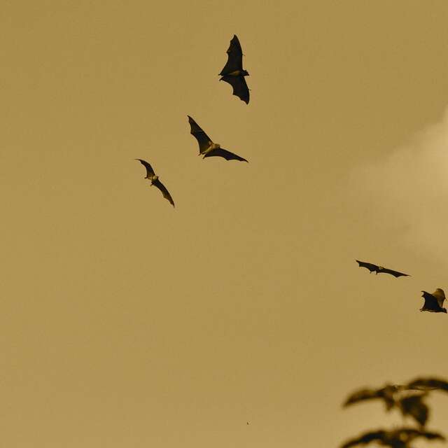 Sortie nature - Trame noire et chauve souris