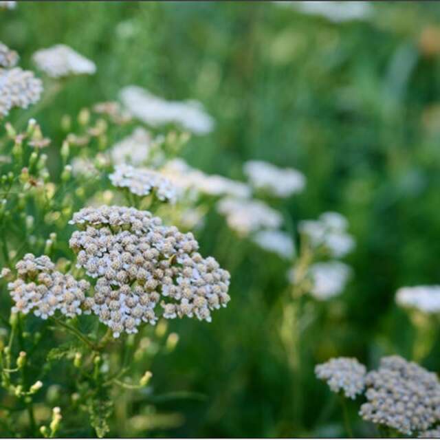 Atelier Naturopathie avec Isabelle Royer - Naturopathe Hildegardienne